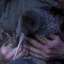 Encuentran una especie animal que llevaba sin verse más de 50 años
