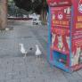 Las gaviotas que pretendían ser gatos: se acercan a una máquina de comida solo para felinos
