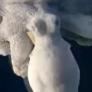 Captan a un pulpo soñando y lo que ocurre con su piel parece de otra especie