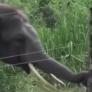 La inteligencia de este elefante al burlar una valla eléctrica deja a todos asombrados