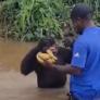 El emotivo gesto de un chimpancé al ver al cuidador que le había salvado la vida