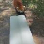 El invento perfecto para que este panda rojo se refresque en plena ola de calor