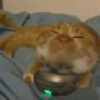 Este gato descubre un aparato para relajarse y no puede separarse de él