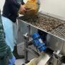 Intervienen 7 toneladas de almejas no aptas para consumo humano en Huelva