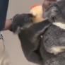 El truco más tierno que le hacen a un koala bebé para calmar su ansiedad por separación