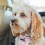 El vídeo de un autobús para perros que semana tras semana sigue acumulando reproducciones