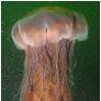 Esta es la medusa más grade del mundo y las escasas costas que ha decidido visitar