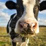 Una vaca escapa de camino al matadero, atraviesa cinco viviendas y acaba refugiada: "Se quedó con nosotros 5 horas"