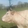 La historia de cómo un enganchón de una vaca dejó sin internet a un valle del País Vasco