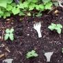 Un jardinero coloca tenedores de plástico en su huerto para ahuyentar a los "vecinos" indeseables
