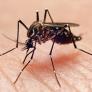 Aumentan en Europa los casos de dengue y brotes de infecciones por el virus del Nilo Occidental