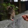 Esto es lo que comen los gatos callejeros (y cómo puedes ser su dueño ideal si quieres adoptar uno)