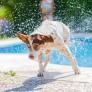 Ni Madrid ni Sevilla: el primer parque acuático para perros de Europa está a media hora de esta ciudad