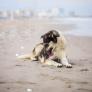 Una veterinaria advierte del problema tras los lametones de los perros a sus patas: no es una manía