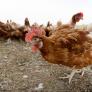 La gripe aviar podría mutar y convertirse en pandemia