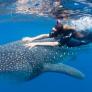 Va a nadar con el tiburón ballena y su experiencia no se parece en nada a lo que esperaba: "Es horrible"