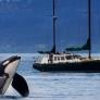 Dos orcas causan el caos en El Estrecho