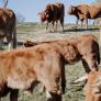 Las claves para entender el conflicto de la tuberculosis bovina en Castilla y León