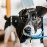 Estos son los collares de perro prohibidos por la nueva Ley de bienestar animal