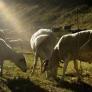 Qué se sabe de la viruela ovina, la enfermedad que ha puesto en cuarentena a miles de ovejas y cabras en Castilla-La Mancha