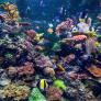 El fondo marino espera la catástrofe: el cuarto blanqueamiento mundial de arrecifes está en marcha