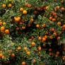 A la naranja valenciana le sale un duro rival en África