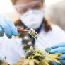 Esta ciudad española plantará cannabis con fines medicinales