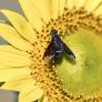 Ni chinches ni cucarachas: este es el insecto que ya es una plaga veraniega en España