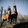 La increíble altura a la que llegó el caballo más grande de la historia