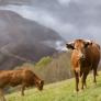 Dinamarca activa un impuesto a las flatulencias de las vacas