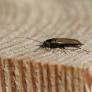 La nueva plaga de cucarachas españolas muta genéticamente