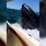 Una ballena jorobada salta e impacta contra un yate