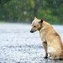 Recogida de firmas para salvar a un perro que lleva tres años en una terraza de Santoña