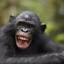 Descubren que los primates llevan masturbándose desde hace 40 millones de años
