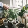 Botellas de plástico y luz solar: el trucazo para regar tus plantas cuando te vayas de vacaciones sin gastar dinero