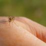 Abierta la temporada de mosquitos: corre a la cocina para crear el repelente casero definitivo
