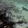 Un tiburón de dos metros se cuela en una de las playas más conocidas de España