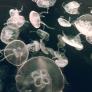 Las medusas invaden España antes de tiempo: tipos y cuáles pican