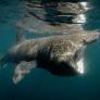 Este es el tiburón más grande con el que te puedes topar en las playas españolas