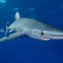 Un tiburón de 3 metros inaugura la temporada de verano en España con el cierre de una playa