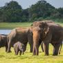 El safari al norte de España estrena mirador a la mayor manada de elefantes del mundo fuera de África