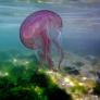 Emergencias activa las alarmas: la peligrosa carabela portuguesa invade varias playas españolas