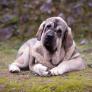 La técnica de la 'evasión visual' con esta raza de perro para estar seguro
