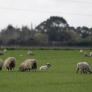 Un rebaño de ovejas devora 100 kilos de cannabis por culpa de la DANA