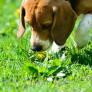 Cuatro razas de perro con un olfato capaz de detectar enfermedades