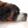 Estas son las razas de perro a evitar como mascota