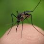Por qué el mosquito es el animal más peligroso del mundo