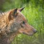 Un experto en grandes carnívoros aconseja qué no hacer bajo ninguna circunstancia si te encuentras con un lobo en los montes españoles