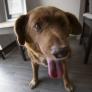 El perro más viejo del mundo es despojado del récord Guiness