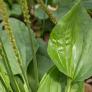 La sorprendente planta que se oculta en la maleza es un salvavidas respiratorio y ayuda a cicatrizar